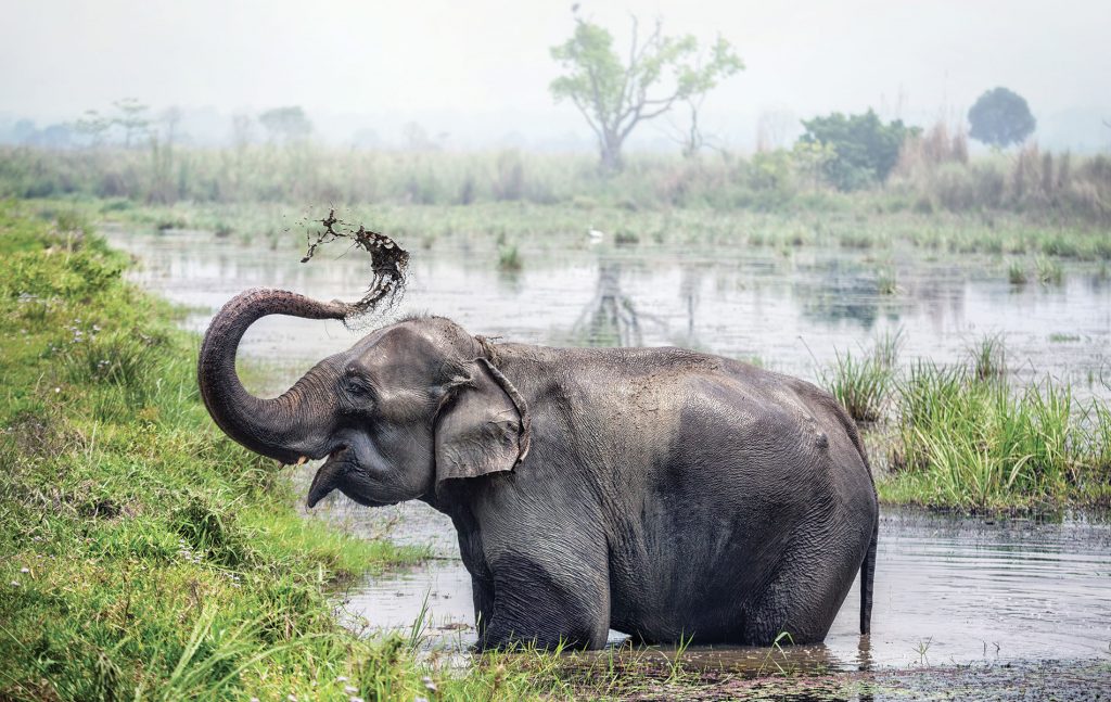 private-excursion-vip-thailande-thailand-green-elephant-sanctuary-park