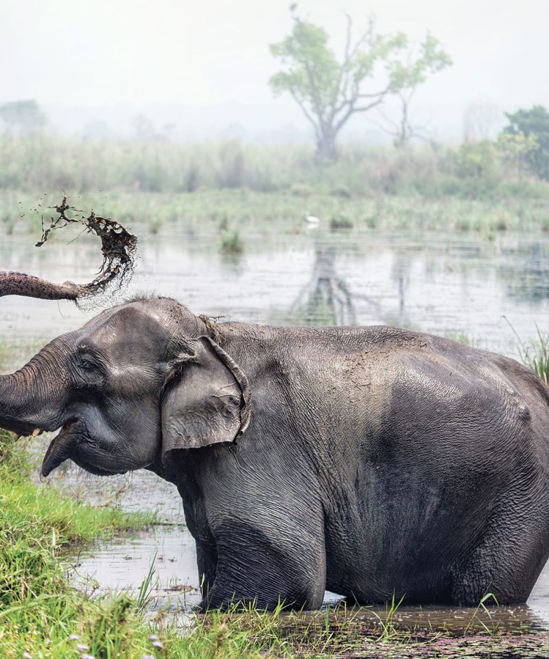 private-excursion-vip-thailande-thailand-green-elephant-sanctuary-park